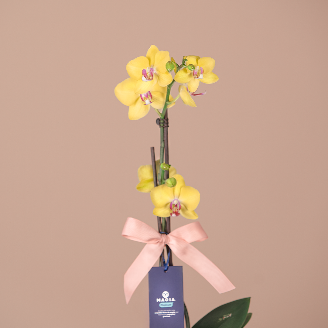 Orquídea Amarilla
