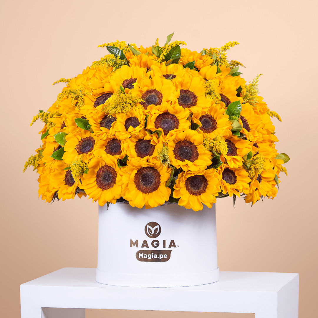 Majestic de Girasoles