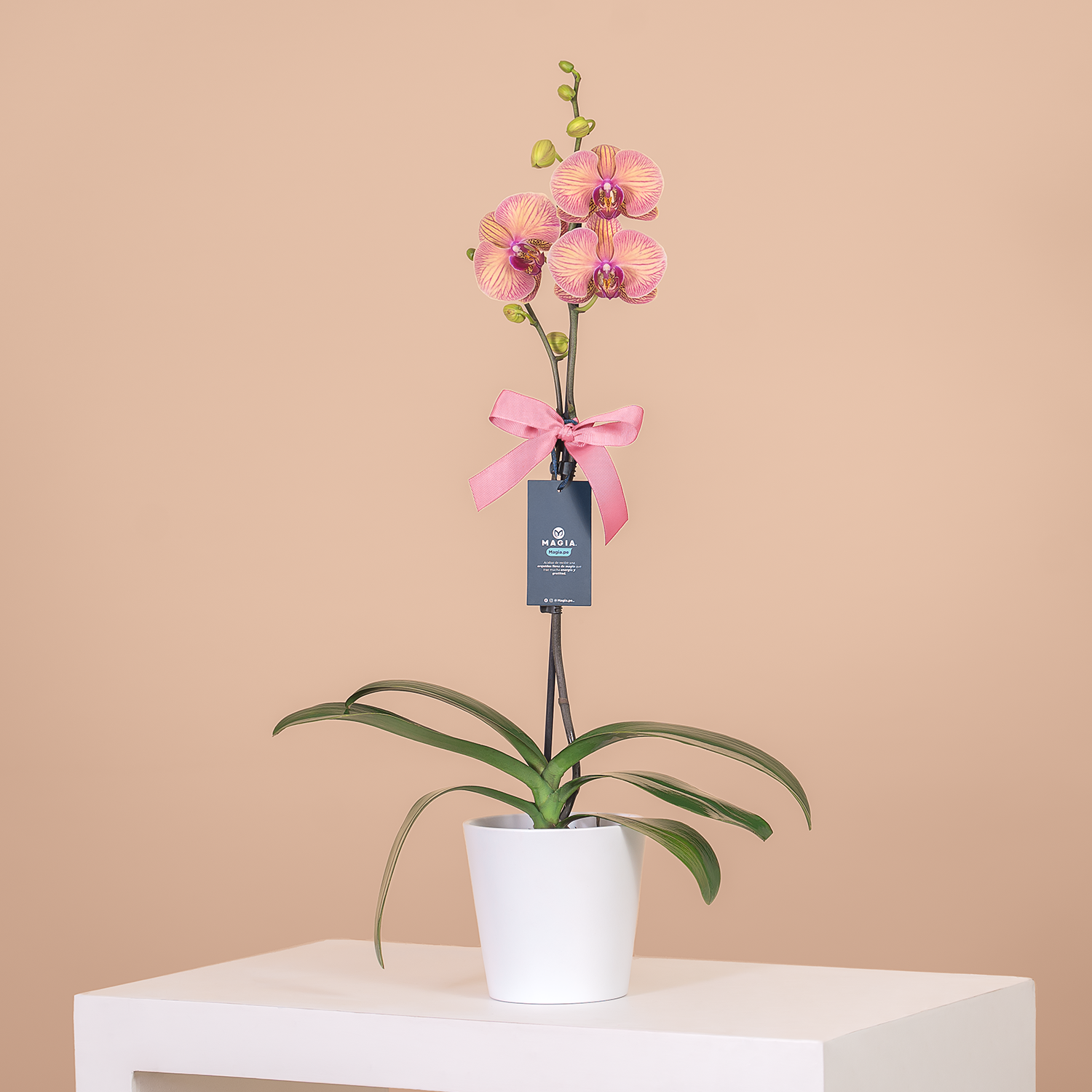 ORQUÍDEA BICOLOR MORADO & AMARILLO