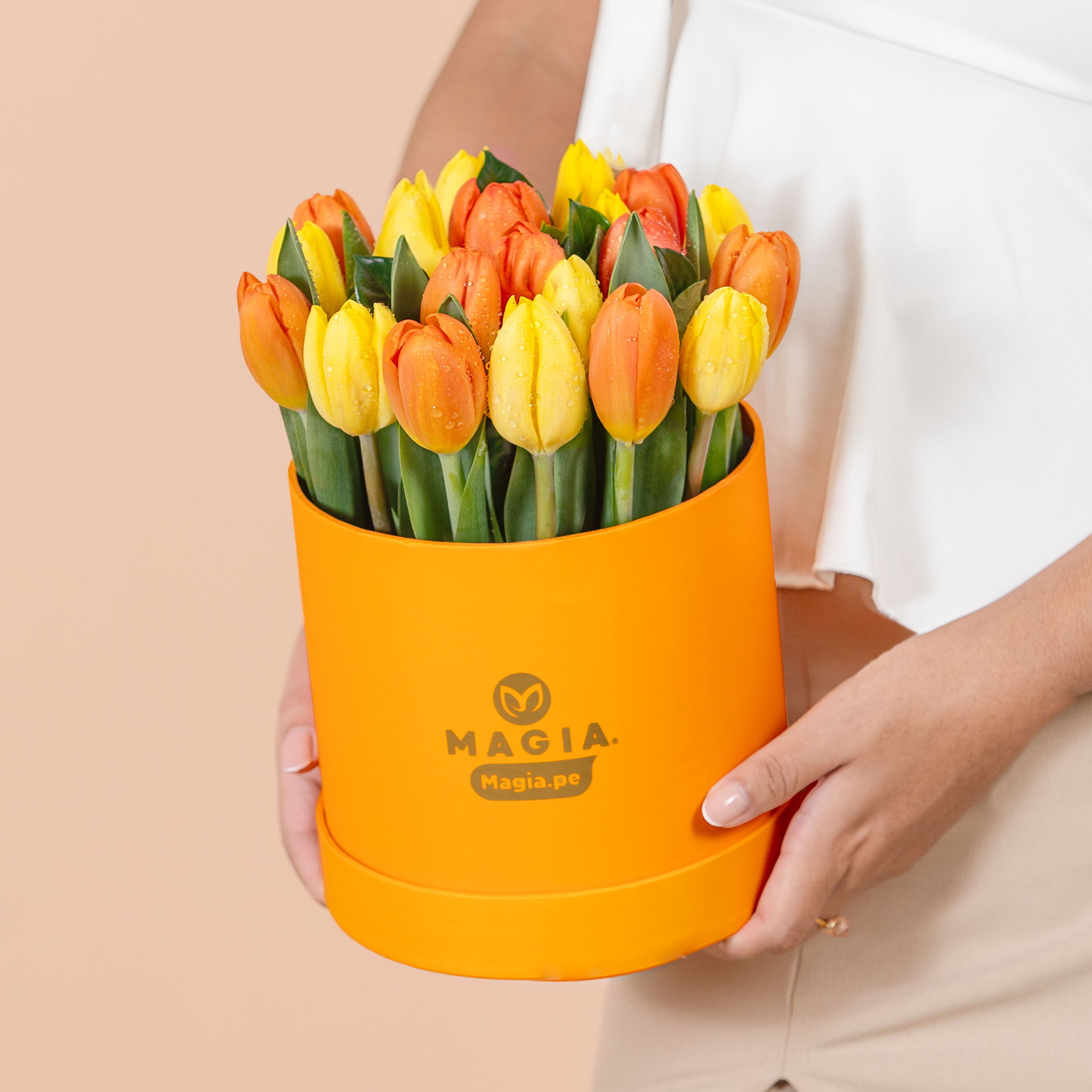 Box Tulip Sun