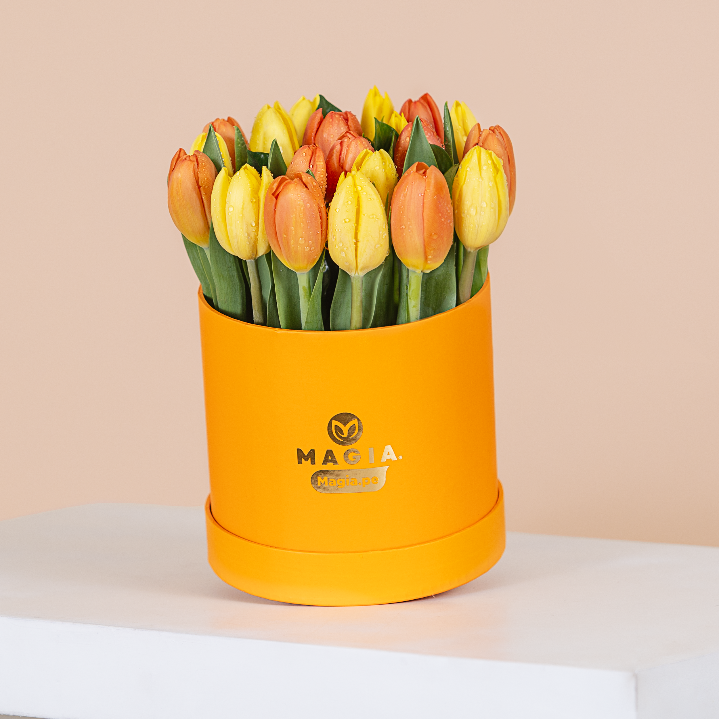 Box Tulip Sun