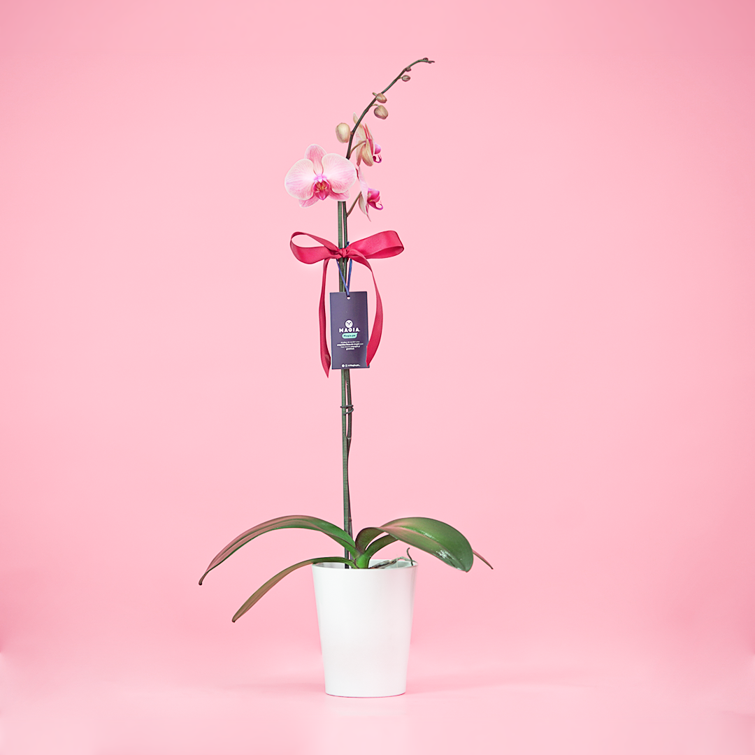 ORQUÍDEA BICOLOR MORADO & AMARILLO