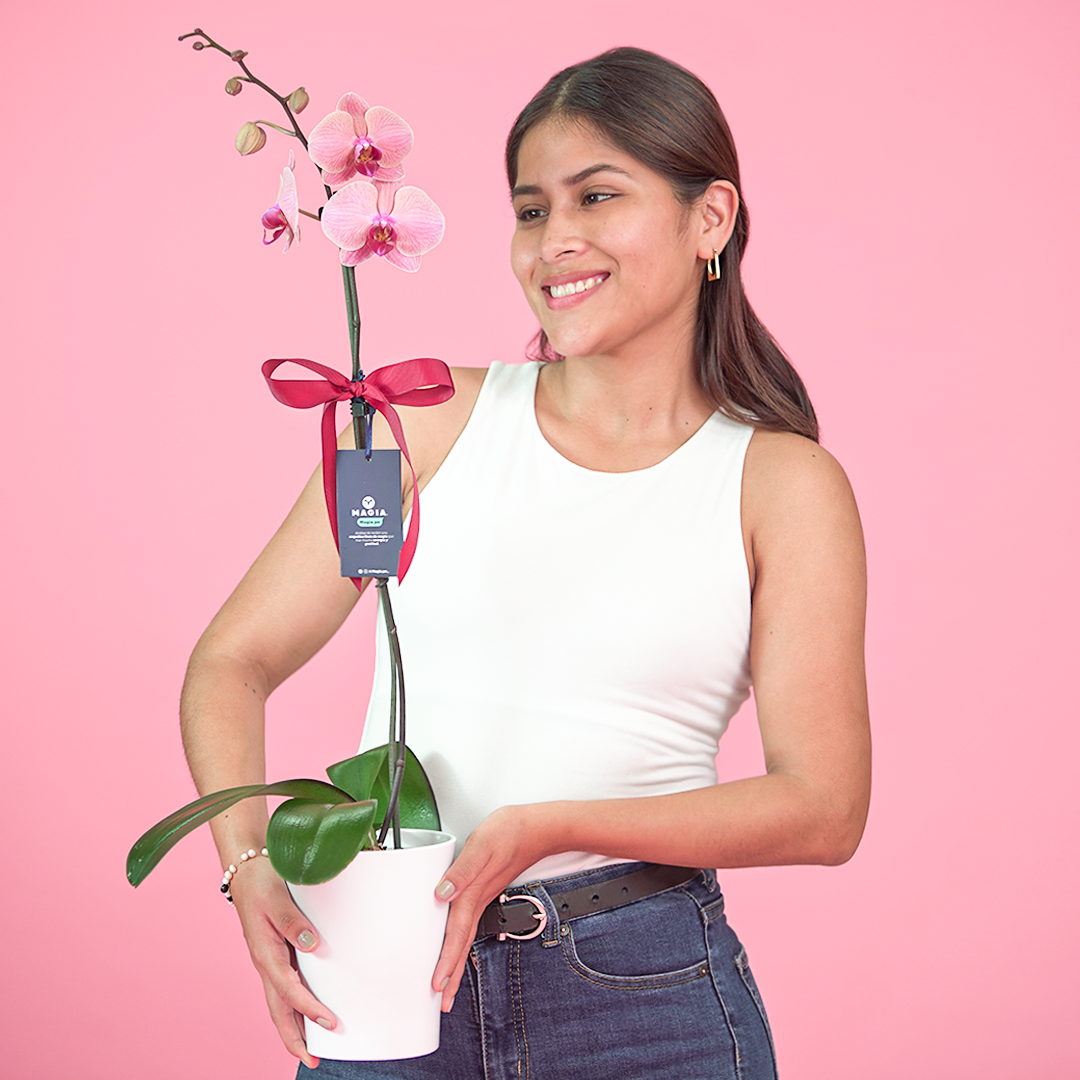 ORQUÍDEA BICOLOR MORADO & AMARILLO