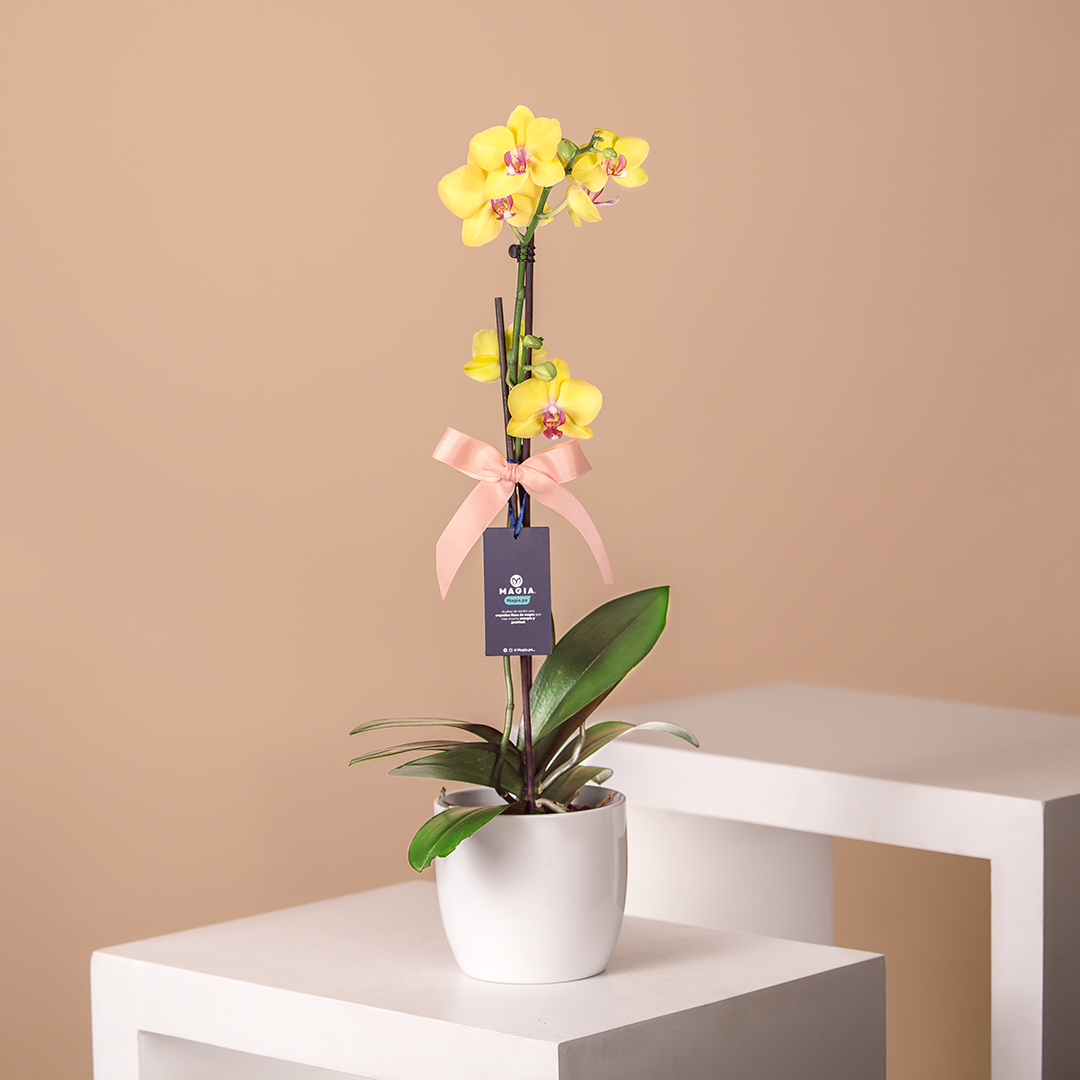 Orquídea Amarilla