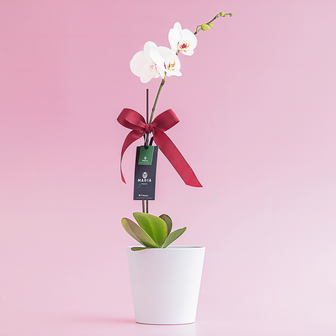Orquídea Blanca Magia.pe
