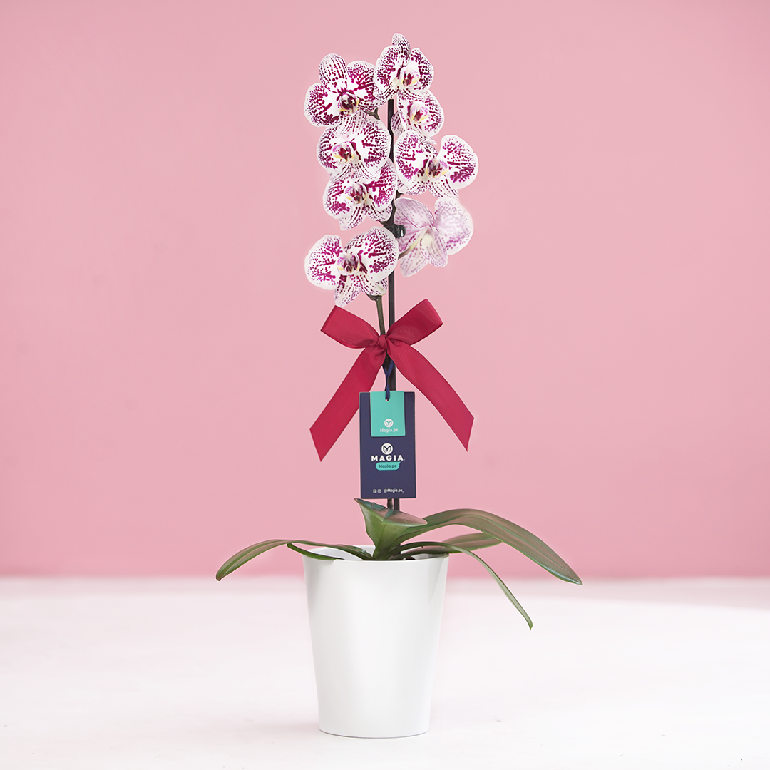 ORQUÍDEA BICOLOR  BLANCO & MORADO