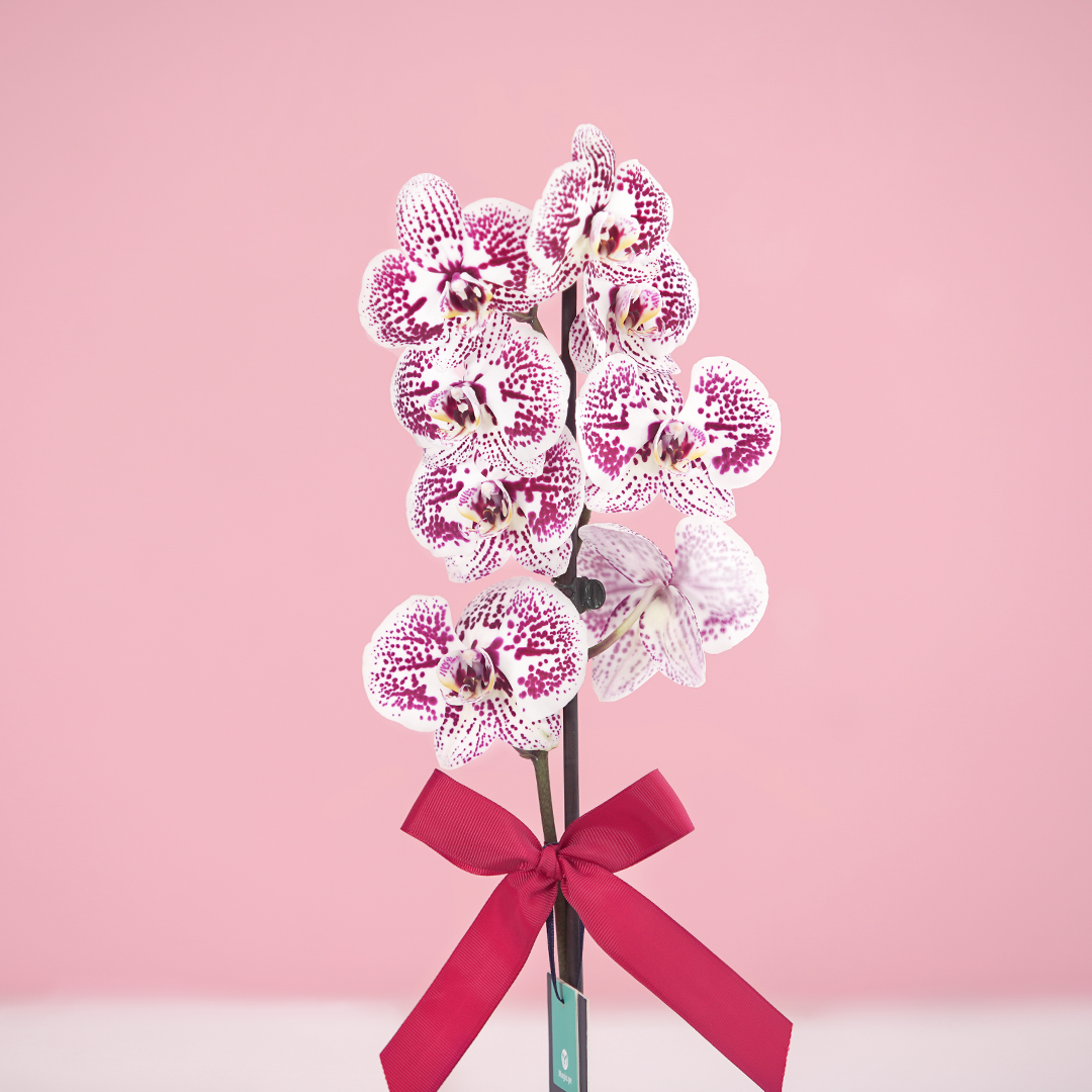 ORQUÍDEA BICOLOR  BLANCO & MORADO