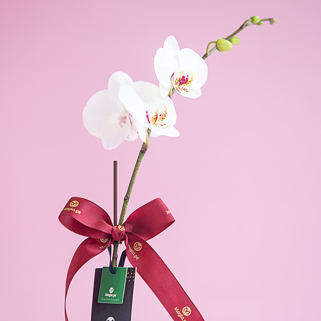 Orquídea Blanca Magia.pe